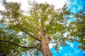 Best Seasonal Cleanup (Spring/Fall)  in Milton Freewater, OR