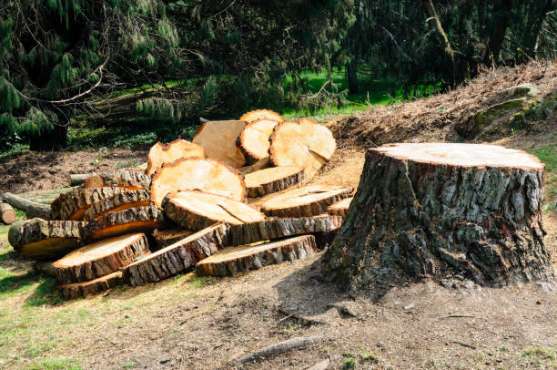 How Our Tree Care Process Works  in  Milton Freewater, OR
